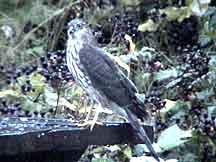 Cooper's Hawk