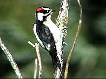 Downy Woodpecker