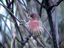 House Finch