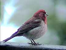 Purple Finch