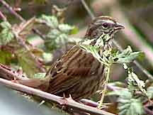 Song Sparrow