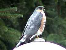 Sharp-shinned Hawk