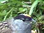 Crown Stripe