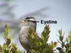 Eyeline