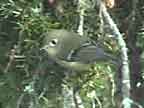 Ruby-crowned Kinglet Posture