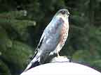 Sharp-shinned Hawk Posture