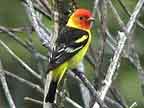 Western Tanager Wingbars