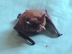 Bat Eating Mealworms