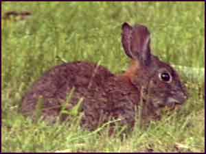 Brush Rabbit