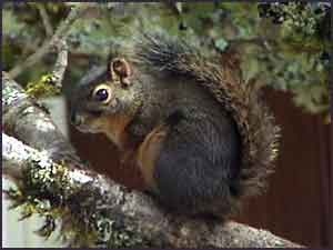 Douglas Squirrel