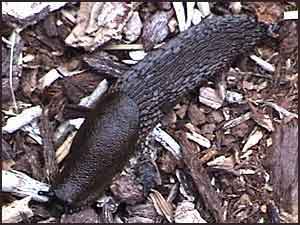 European Black Garden Slug