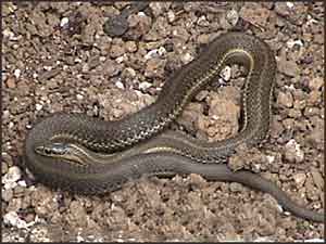 Northwestern Garter Snake