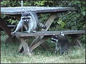 Raccoons at Picnic Table