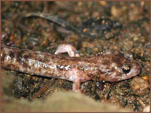 Close-up of Clouded Salamander