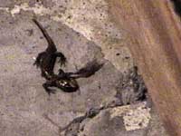 Juvenile Clouded Salamander