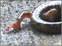 Clouded Salamander - Close-up of Toes