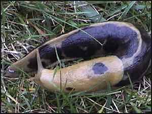 Slugs In Oregon