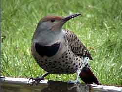 Northern Flicker Red-shafted Female