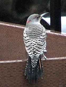 Northern Flicker Red-shafted Female