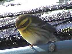 Townsend's Warbler (Female)