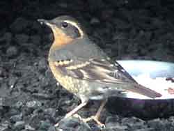 Varied Thrush (Female)