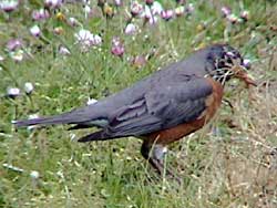 American Robin Collecting Nesting Material