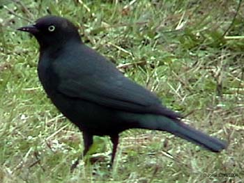 Brewer's Blackbird