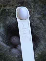Chestnut-backed Chickadee Egg in 1/8 Teaspoon