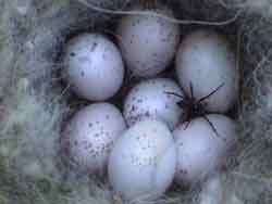 Chestnut-backed Chickadee Eggs with Spider