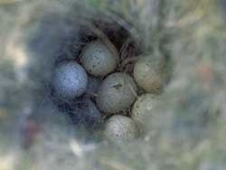Chestnut-backed Chickadee Eggs