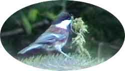 Chestnut-backed Chickadee with Moss