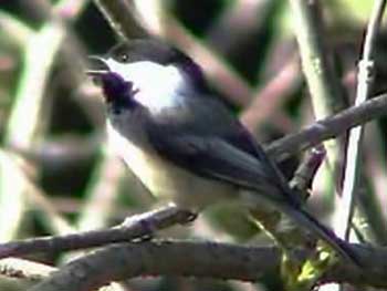 Black-capped Chickadee