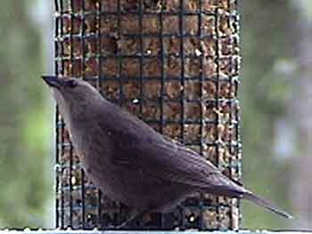 Brown-headed Cowbird (Female)