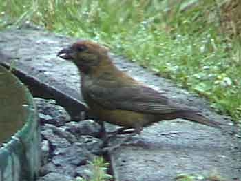 Red Crossbill