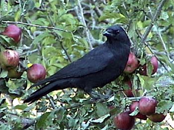 American Crow