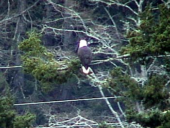 Bald Eagle