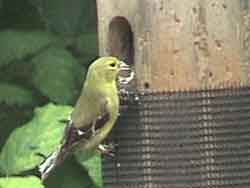 American Goldfinch (Female)