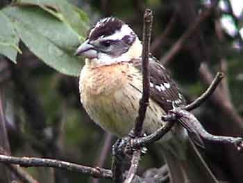 Black-headed Grosbeak (Female)