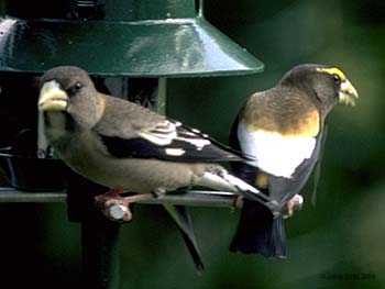 Evening Grosbeak