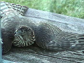 Cooper's Hawk