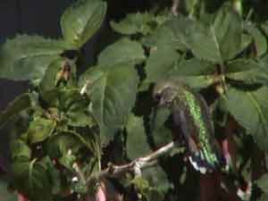 Broad-tailed Hummingbird (Female)