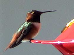 Green-backed Rufous Hummingbird