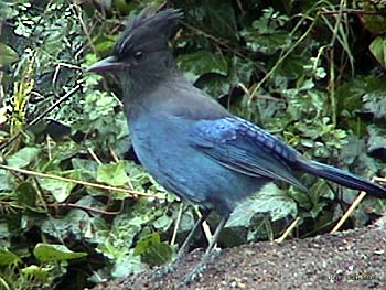 Steller's Jay