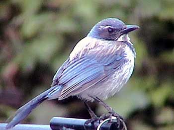 Western Scrub Jay