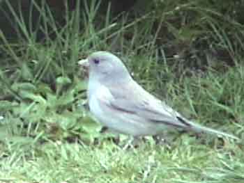 Leucistic Dark-eyed Junco