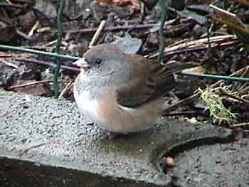 Dark-eyed Junco - Pink-Sided