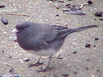 Slate-colored Junco