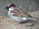 House Sparrow