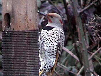 Northern Flicker Intergrade Male