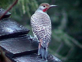 Northern Flicker Red-shafted Male